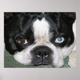 Pôster Boston Terrier