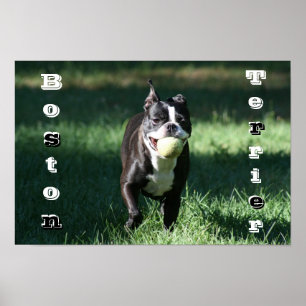 Pôster Boston Terrier