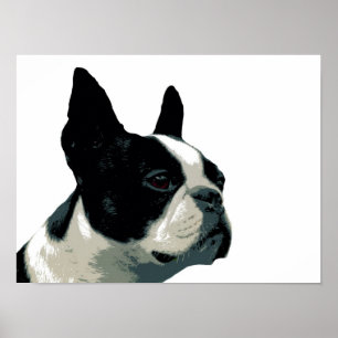 Pôster Boston Terrier