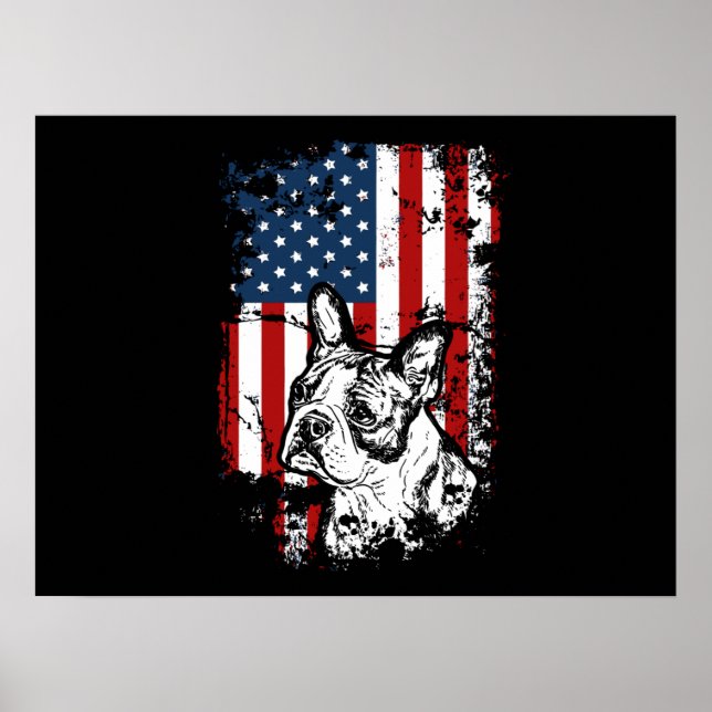 Poster Boston terrier (Frente)
