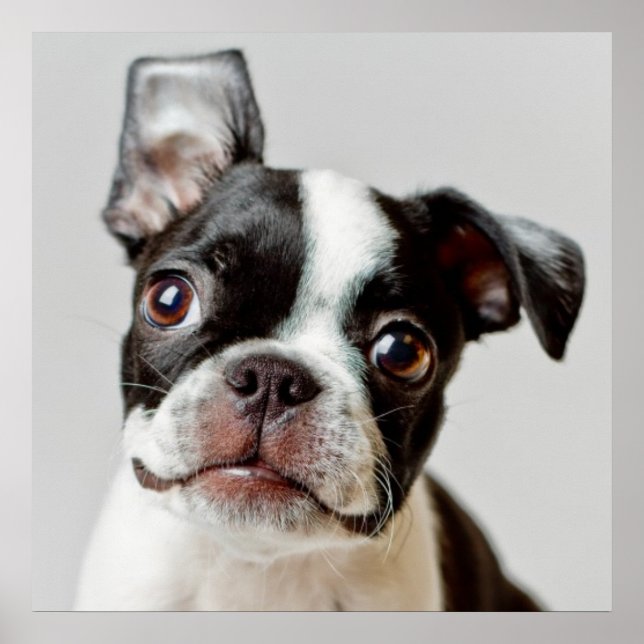 Poster Boston Terrier (Frente)