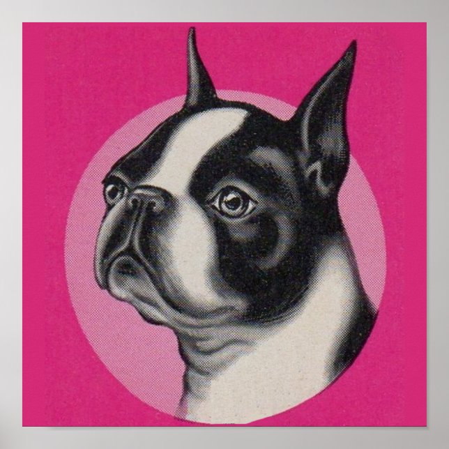 Poster Boston terrier (Frente)