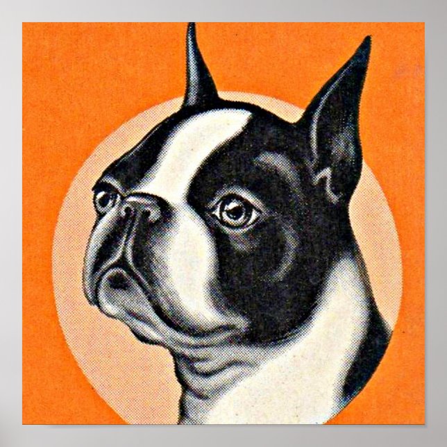 Poster Boston terrier (Frente)