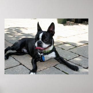 Pôster Boston Terrier Boston-5