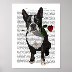 Poster Boston Terrier com Rosa em Boca