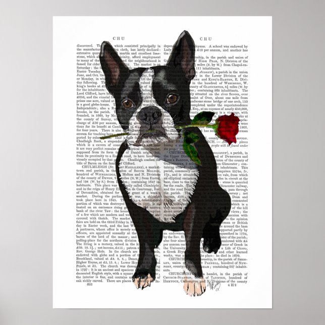 Poster Boston Terrier com Rosa em Boca (Frente)