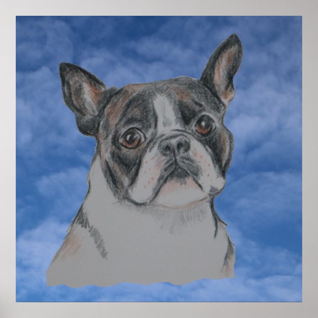 Poster Boston Terrier Dog (Frente)