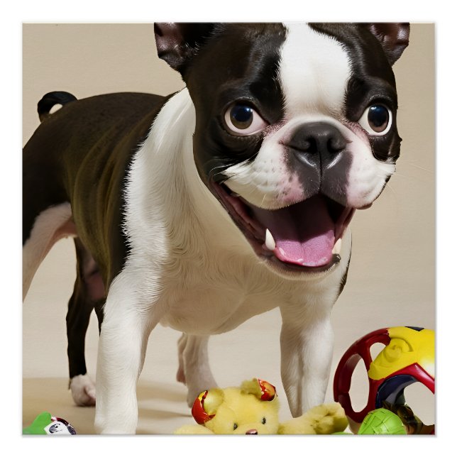 Pôster Boston Terrier Dog Brincando com Brinquedos (Frente)