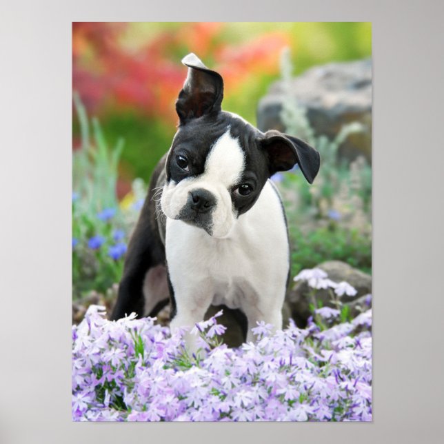 Poster Boston Terrier Dog Puppy, uma foto de animal de es (Frente)