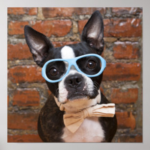 Pôster Boston Terrier que veste óculos de sol e um laço