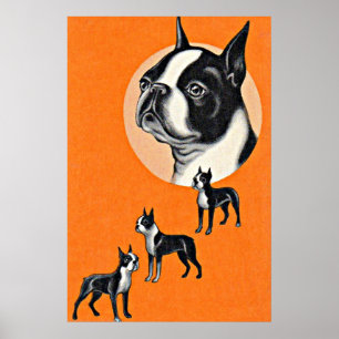 Poster Boston terriers