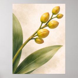 Poster Botânica de Botões de Orquídea Phalaenopsis Amarel