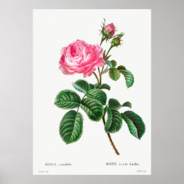 Poster Botânica de Rosa