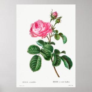 Poster Botânica de Rosa