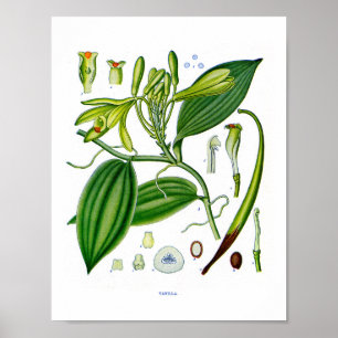 Poster Botânica Em:Plantas De Baunilha