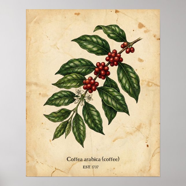 Poster Botânica Personalizada de Café Antigo (Frente)