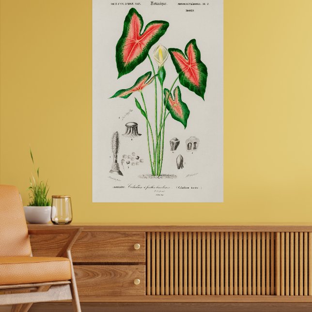Poster Botanical Boho Caladium Pink and Green (Sala de Estar 2)