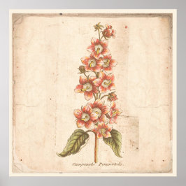 Poster Botânico Antiquado Campanula, Bellflower