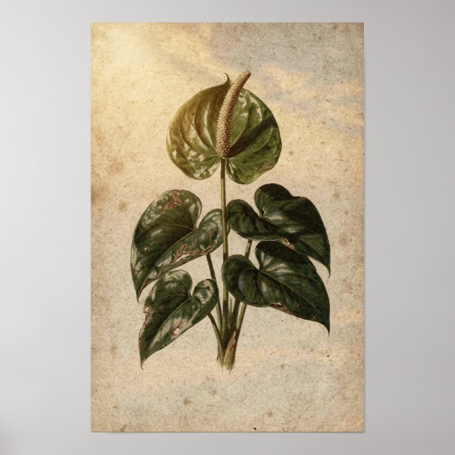 Pôster Botânico de Anthurium (Frente)