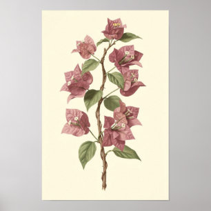 Pôster Botânico de Vinha de Bougainvillea