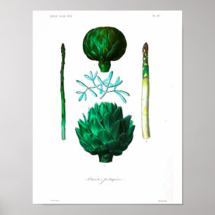 Poster botânico do vintage - alcachofra