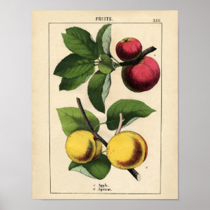 Poster botânico do vintage - Apple e abricó