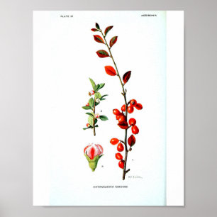 Poster botânico do vintage - bagas vermelhas
