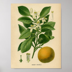 Poster botânico do vintage - laranja doce