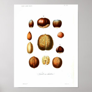 Poster botânico do vintage - loucos