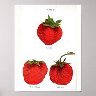 Poster botânico do vintage - morango