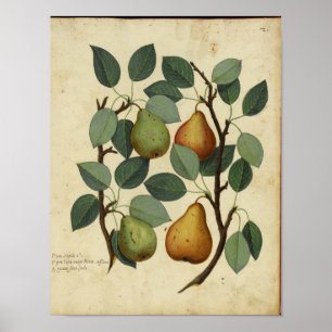 Poster botânico do vintage - pera
