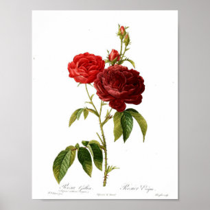 Poster botânico do vintage - rosa vermelha