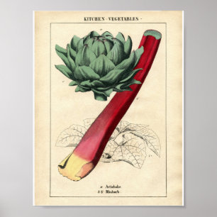 Poster botânico do vintage - ruibarbo