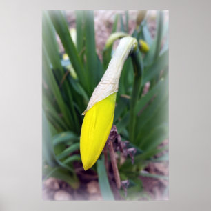 Poster botão amarelo de croco