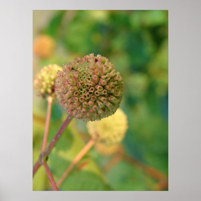 Pôster Botão Bush nº 2 (Frente)