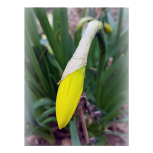 Pôster botão crocus amarelo
