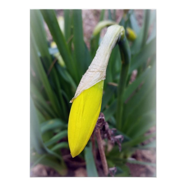 Pôster botão crocus amarelo (Frente)