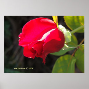 Pôster Botão da rosa vermelha