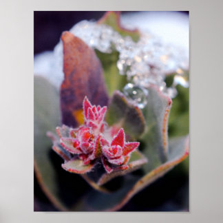 Poster Botão de Flor