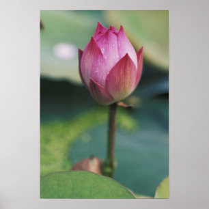 Pôster Botão de flor de lótus, Hangzhou, Província de Zhe