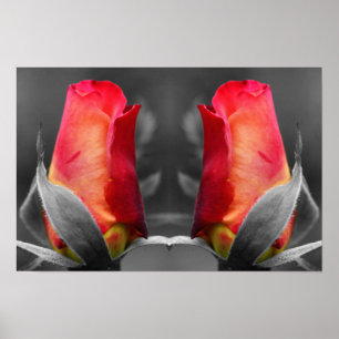 Poster Botão de Rosa Vermelha Arte Floral Espelho Cor Par