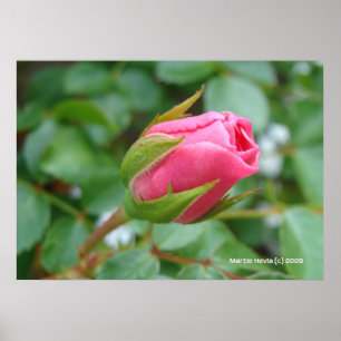 Pôster Botão do rosa do rosa