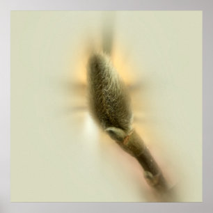 Pôster botão magnólia