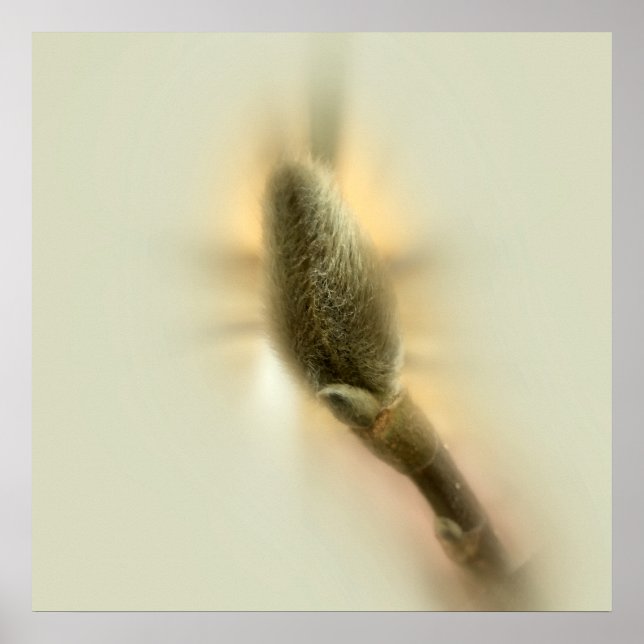 Pôster botão magnólia (Frente)