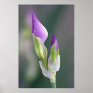 Pôster Botão roxo da íris [L]