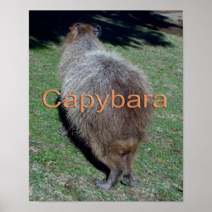 Poster Botões da Capybara-2