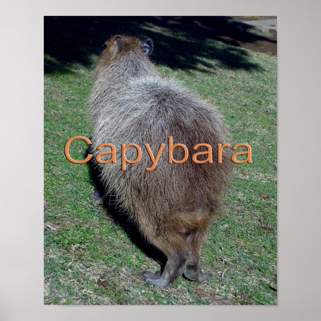 Poster Botões da Capybara-2 (Frente)