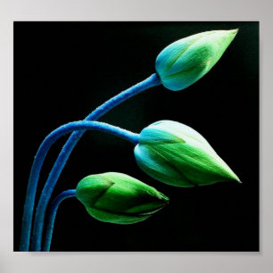 Pôster Botões de Lotus