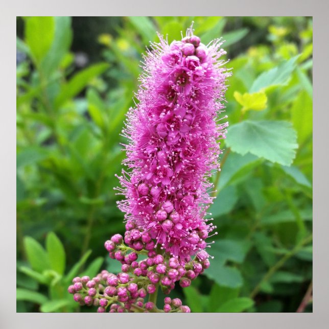 Poster botões rosa (Frente)