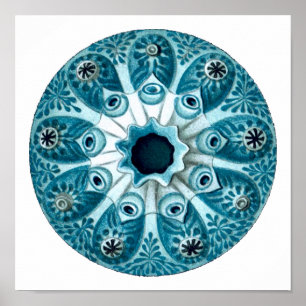 Poster Botryllus Polycyclus Ernst Haeckel Belas Artes